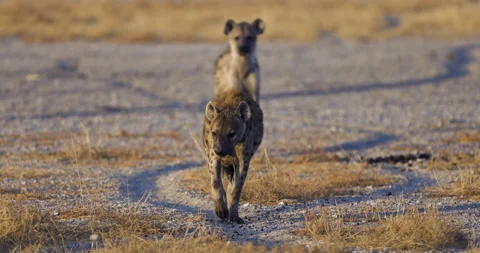 Close-up view of a Spotted Hyena walking towards the camera, Etosha National Vídeo Stock 144243474