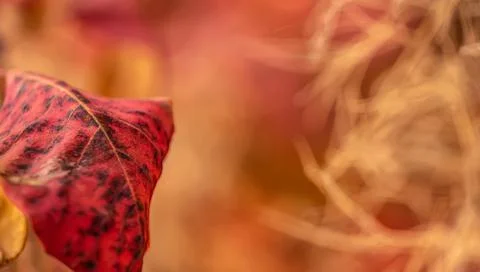 Close up view of spotted leaf Stock Photos