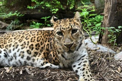 Close view to a spotted leopard  lying on the ground 스톡 사진