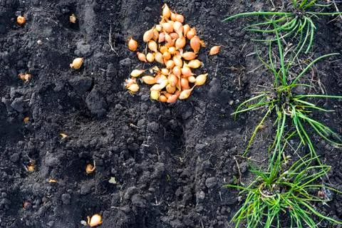 Close up view of spring bed. Sowing onions in the garden. View from above. Stock Photos