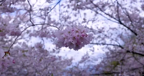 Close up view of spring bloom on cherry tree. Stock-Footage 271169682