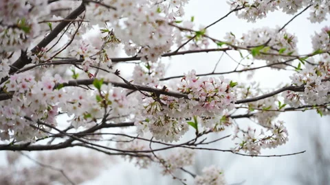 Close up view of Spring blooming tree branches with delicate white flowers. Video stock 334026128
