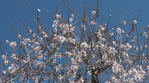 Close view of spring blossoms on almond tree branches against blue sky. Soft Stock Footage 327679502