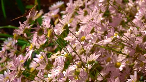 Close up view of spring flowers and butterflies. Stock Footage 143668788