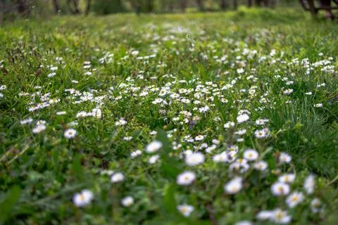 Close-up view of a spring meadow with white daisies and green grass Foto stock