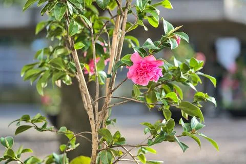 Close up view of spring rose tree with single pink flower and green leaves Stock Photos