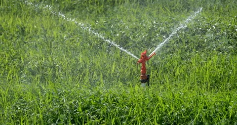 Close-up view of sprinkler irrigation system among clovers Video stock 160012883