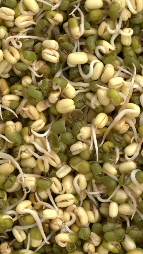 Close up view of  sprouted mung bean. Background texture. Vertical video. Stock Footage 295369949