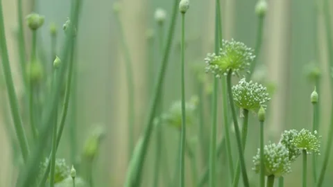 Close-up view of sprouts of fresh green garlic. Camera movement between plants Stock Footage 166899431
