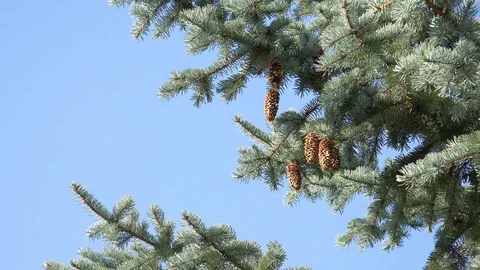 Close-up View of Spruce Branches with Fir Cone. 4K Ultra HD Stock Footage 81760580