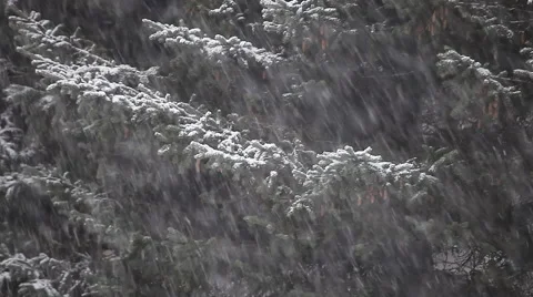 Close view of spruce branches in a heavy snow fall Stock Footage 58529402