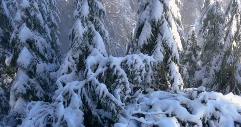 Close up view of spruce trees covered with snow in winter season Stock Footage 145399399