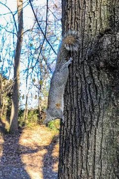 Close-up view of a squirrel descending a tree trunk in Central Park Stock Photos