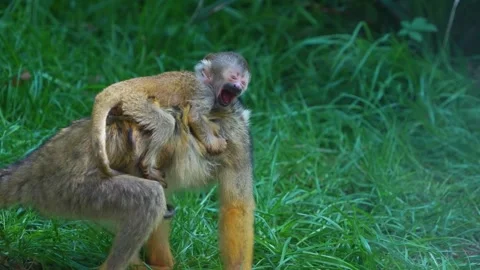 Close view of a Squirrel monkey with baby Stock Footage 273638306