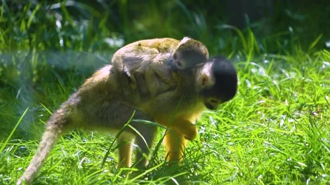Close view of a Squirrel monkey with baby  Stock Footage 273656285