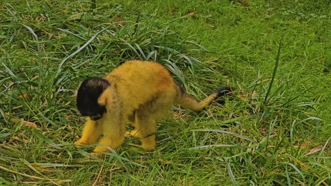 Close view of a A Squirrel monkey  Stock Footage 253056578