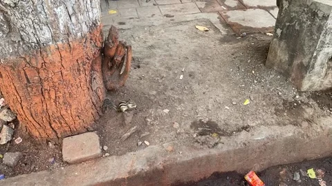 A close up view of a squirrel munching for food with garbage all around Stock Footage 239862086