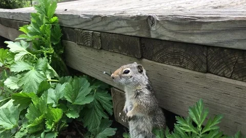 Close-up view of a squirrel in Yellowstone Stock Footage 202187321