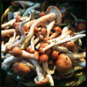 Close-up view of stack of mushrooms champignon 스톡 사진