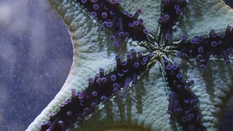Close view of a starfish  Stock Footage 266163312