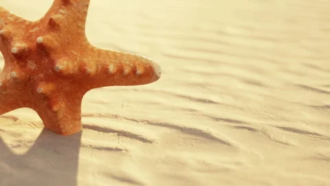Close view of a starfish on sandy beach during daylight Stock Footage 344957407