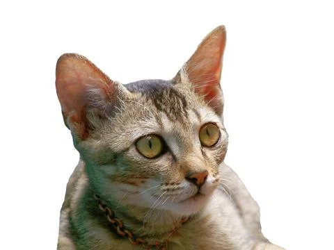Close up view of staring brown Cat in white background Stock Photos