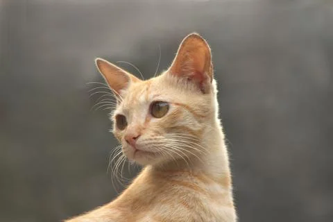 Close up view of staring brown Cat in plain background. Stock Photos