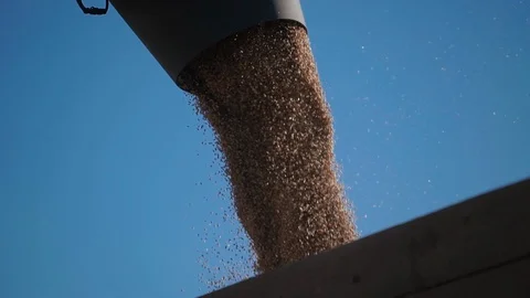 Close-up view of a steady stream of grain wheat funneled through a combine 库存影片 98126721