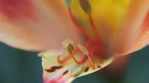 Close up view of the stemens on a flower. Stock Footage 170397659