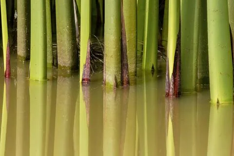 Close-up view of  the stems of papyrus plants reflecting on the water, in a g Stock Photos