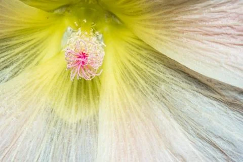 Close Up View of a Stigma of a flower Stock Photos