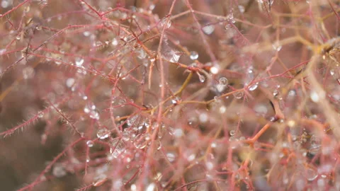 A close up view of still water droplets on branches. Stock Footage 166594104