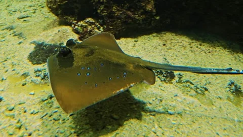 Close view of a stingray Stock Footage 267666460