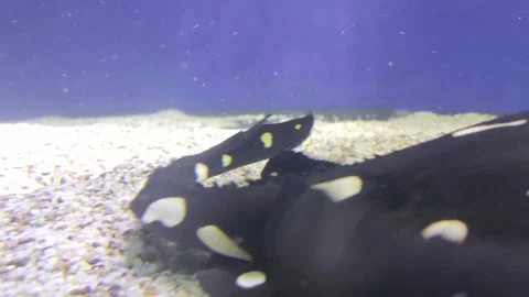 Close-up view of a stingray resting on the sandy bottom of an aquarium, with sof Stock Footage 272443937