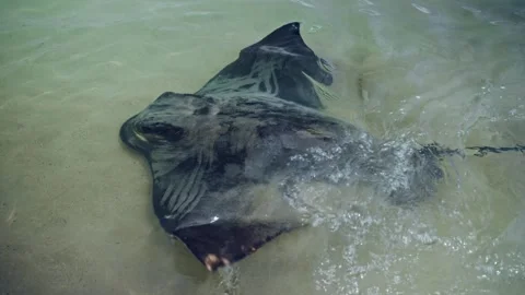 Close View Of Stingray In Surf, Observation Of Stingray Gliding Over Sand As Stock Footage 323794743
