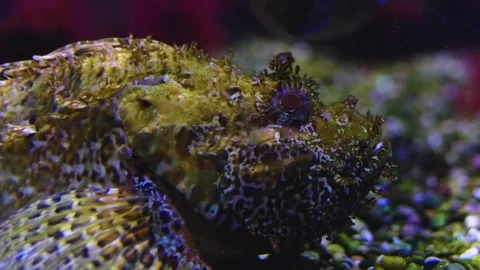 Close view of stone fish Stock Footage 241012527