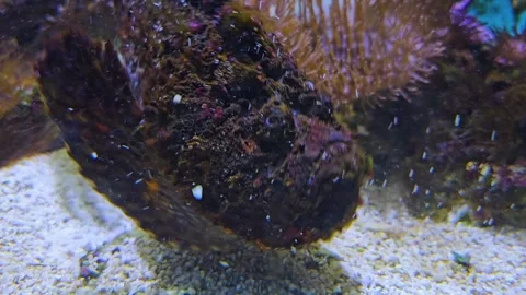 Close view of stone fish  Stock Footage 264127112