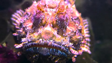 Close view of stone fish head or bearded goul Stock Footage 296029675