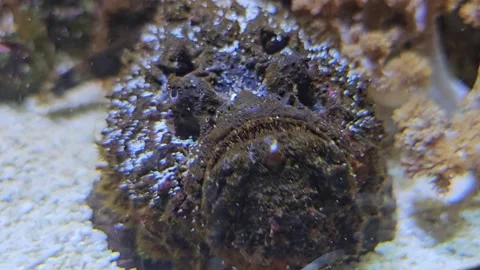 Close view of stone fish  or goule Stock Footage 267584170