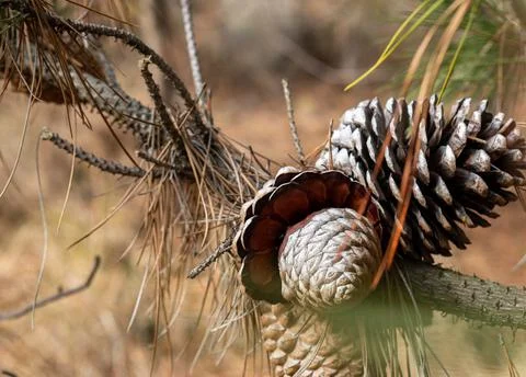 Close-up view of a stone pine (Pinus pinea) open in a forest Stock Photos