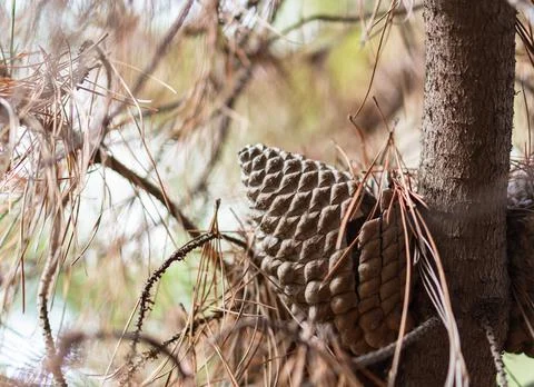 Close-up view of a stone pine (Pinus pinea) in a forest Stock Photos