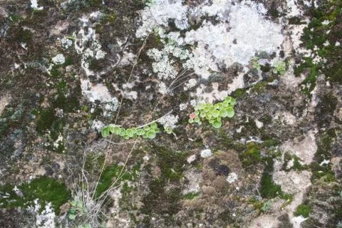 A close-up view of a stone, a stone background textured with moss and green.. Stock Photos