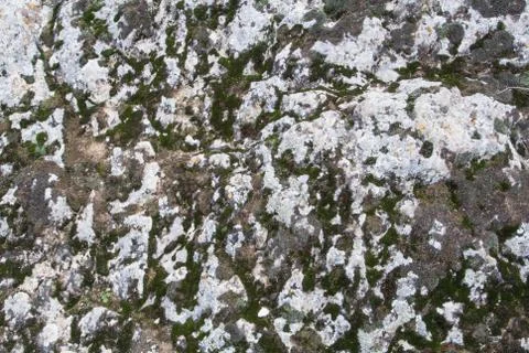 A close-up view of a stone, a stone background textured with moss. Stock Photos