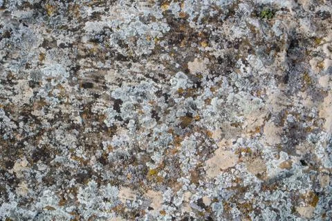 A close-up view of a stone, a stone background textured with moss. Stock Photos