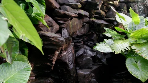 Close-up view of a stone wall covered in lush green foliage at the Palmetum in Stock Footage 279853366
