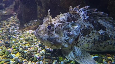 Close view of a Stonefish Stock Footage 277363486