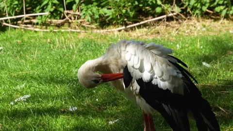 Close up view of a Stork  Stock Footage 260121462