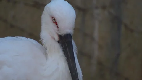 Close view of a Stork head Stock Footage 294929629