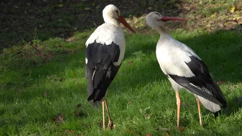 Close view of a Stork on a meadow Stock Footage 292314219