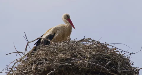Close up view on a stork in a perched in nest and sparrow standing on a side Stock Footage 263130951